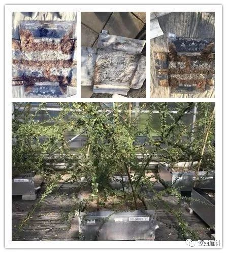 【喜大普奔】歐西建科耐根穿刺防水卷材順利通過北京園林所檢測(cè)！